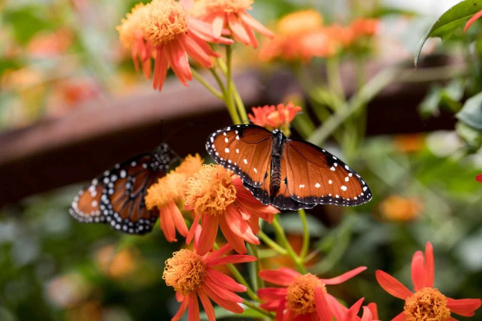 Butterflies in the Nature Gardens