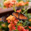 Les papillons dans les jardins naturels