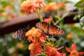 Fjärilar i naturträdgårdarna