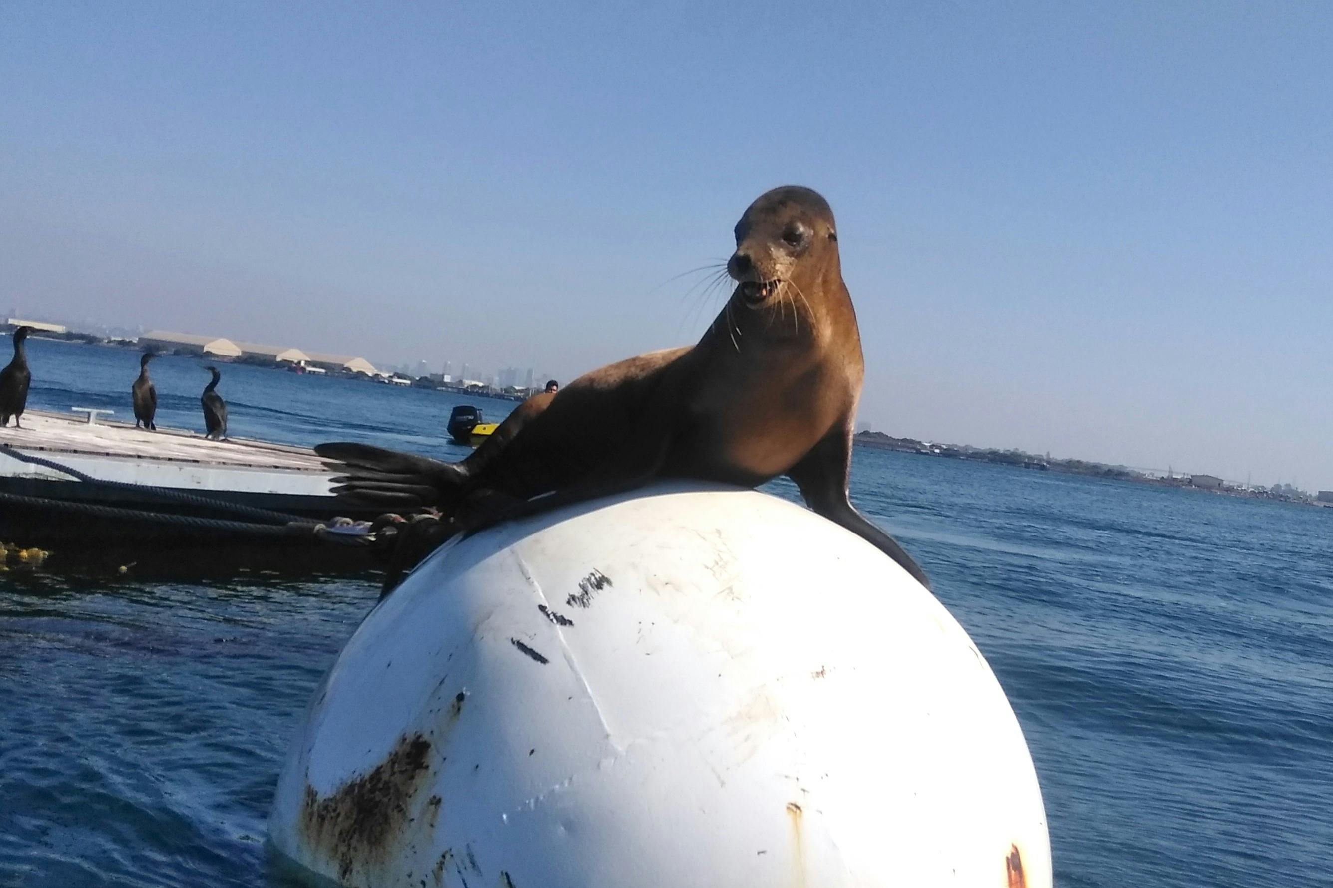Look at our new little friend balancing on buoy in the water.