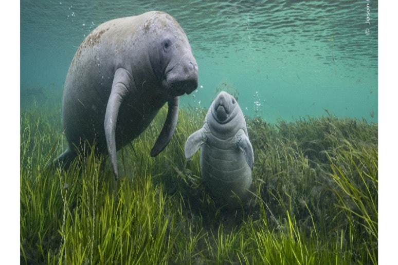 Exposición destacada del Museo Real de Ontario: Fotógrafo de fauna salvaje del año