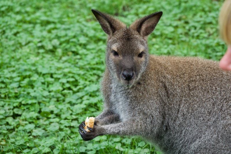 Ένα καγκουρό που στέκεται πάνω σε πράσινο γρασίδι, κρατώντας ένα κομμάτι ψωμί με τα μπροστινά του πόδια.