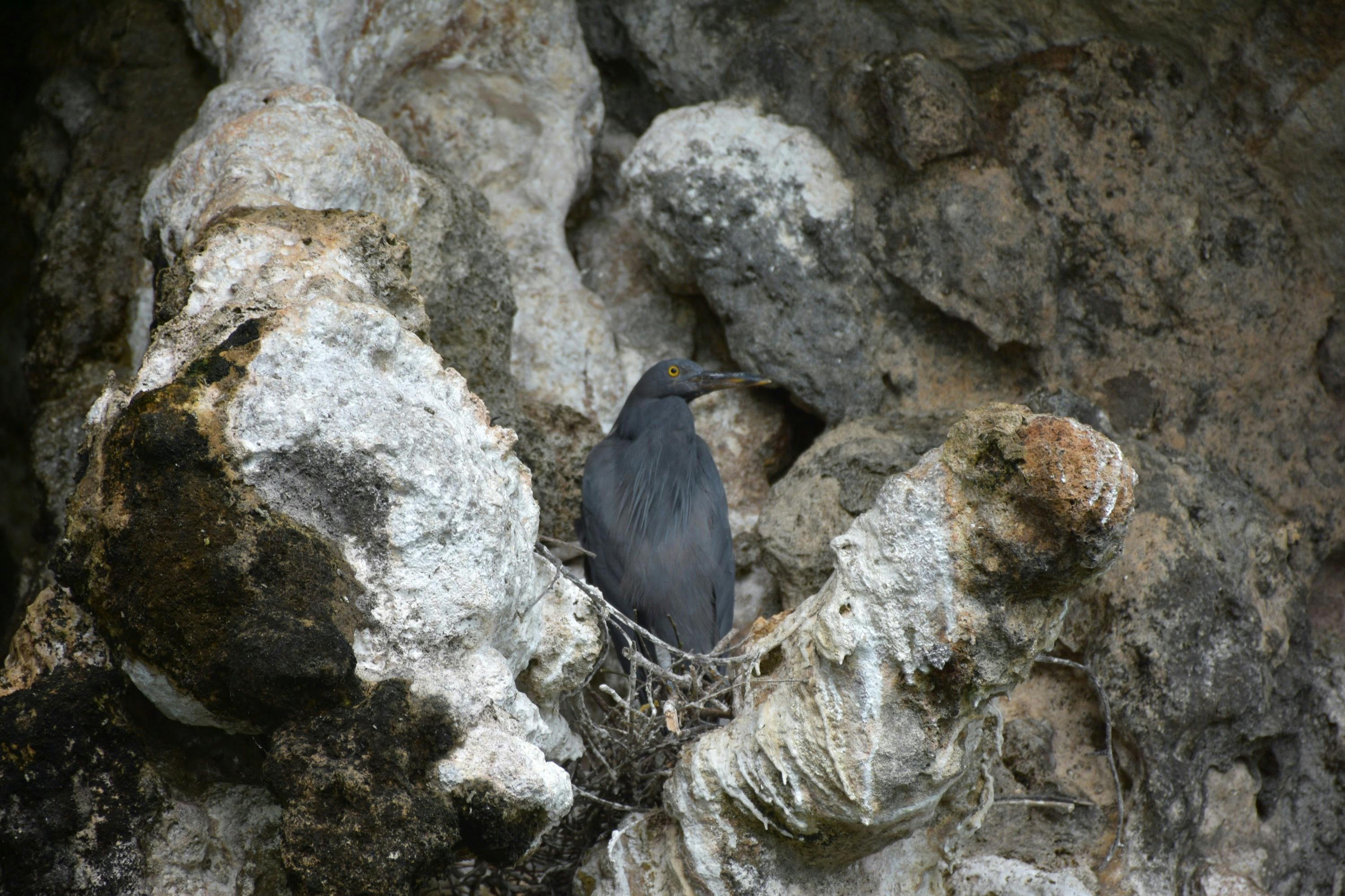 Spot wild birds at the rock formations around you