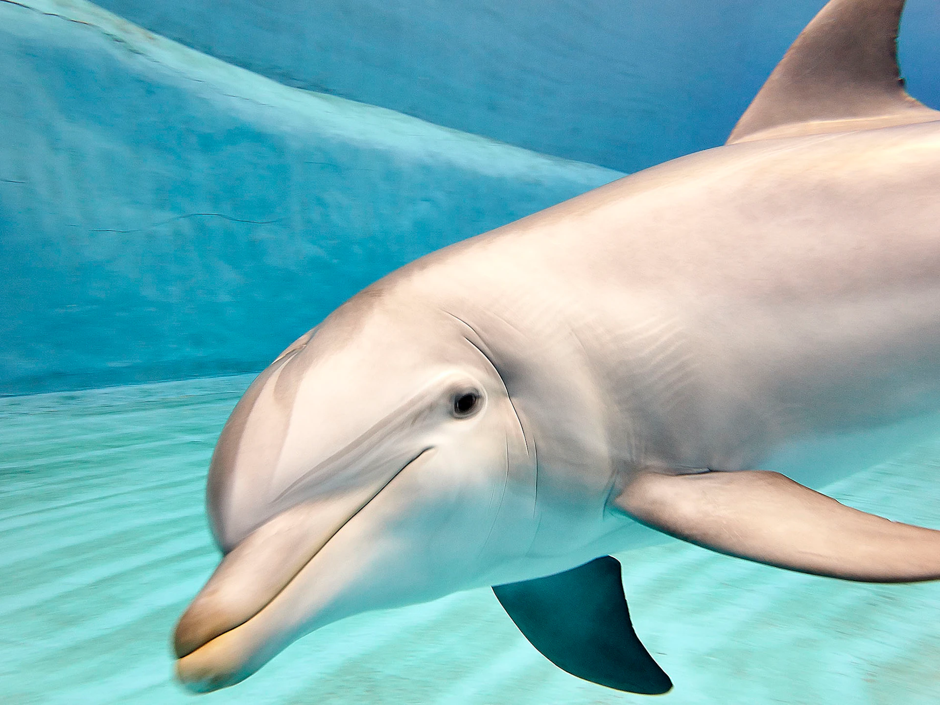 Dolphin swimming underwater in a clear blue tank, close-up of its face and fin.