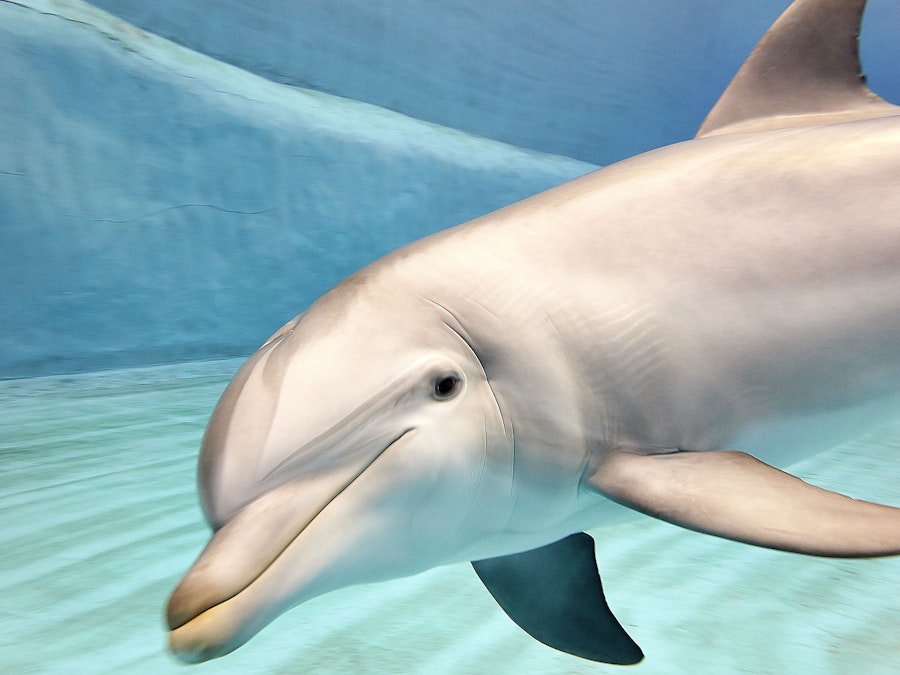 Tickets voor het Oceanogràfic en Wetenschapsmuseum in Valencia