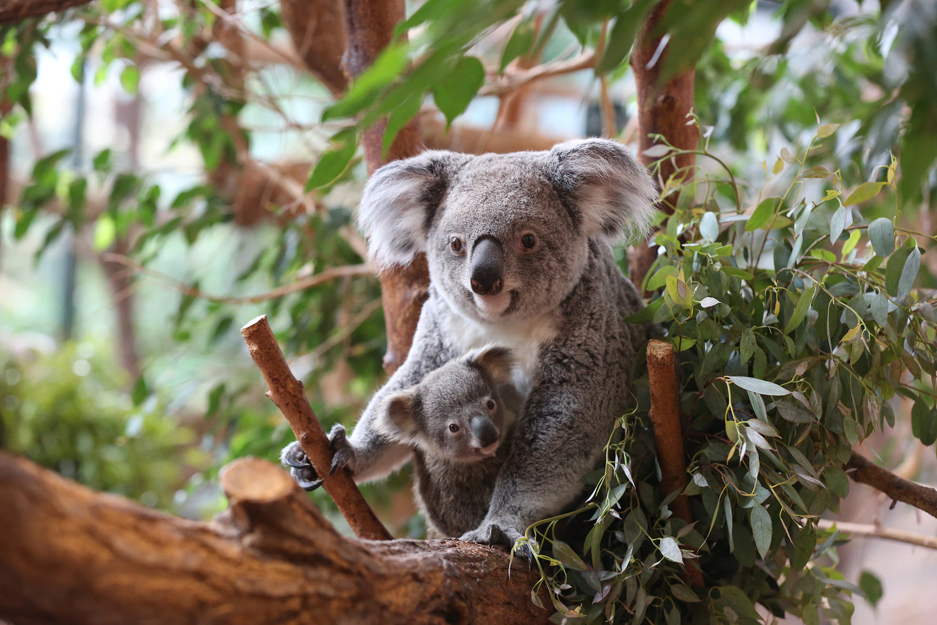 A mother koala and her baby cling to tree branches, surrounded by green foliage.