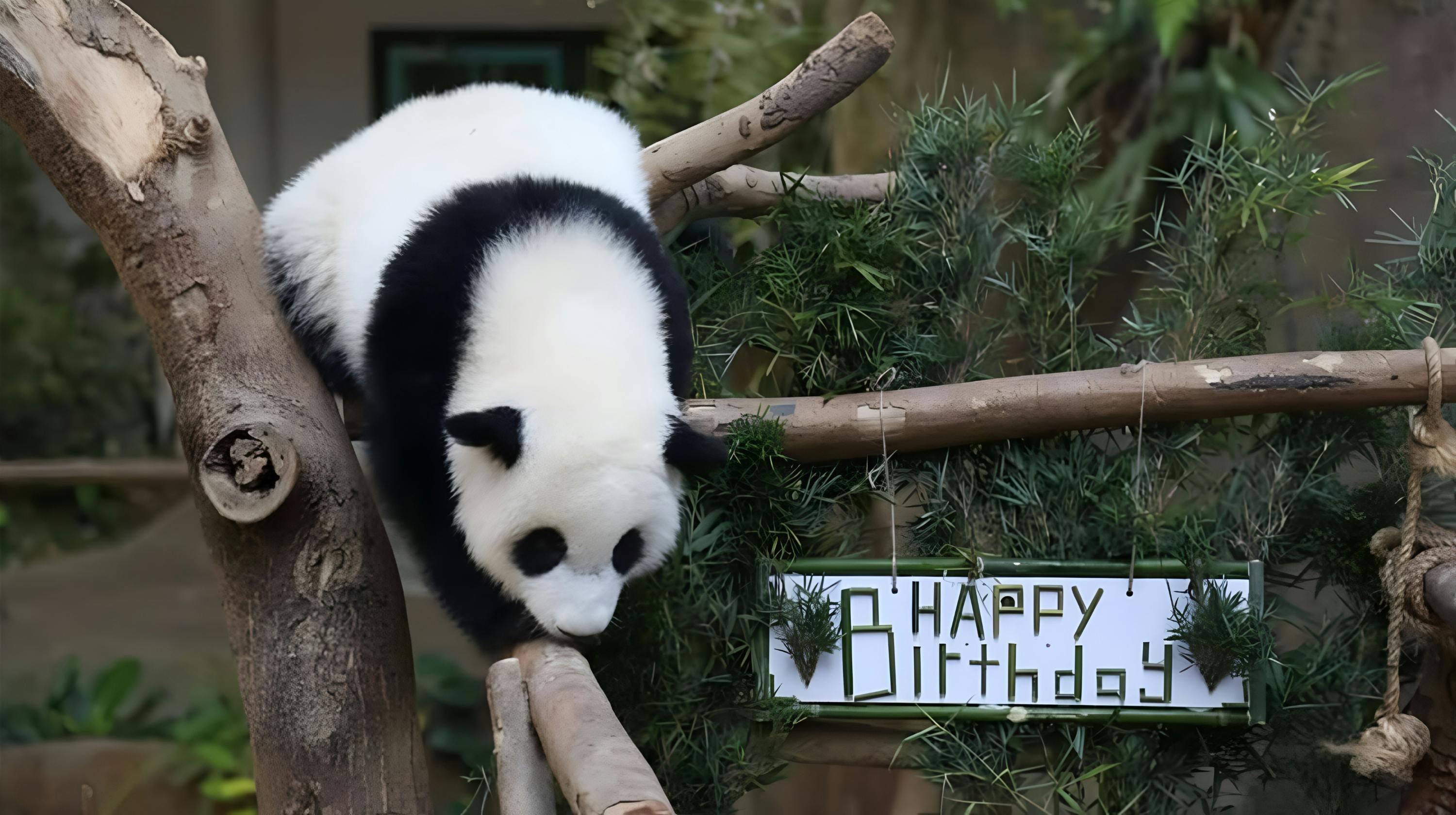 A giant panda walking on wooden beams near a sign that says 'Happy Birthday,' surrounded by greenery.