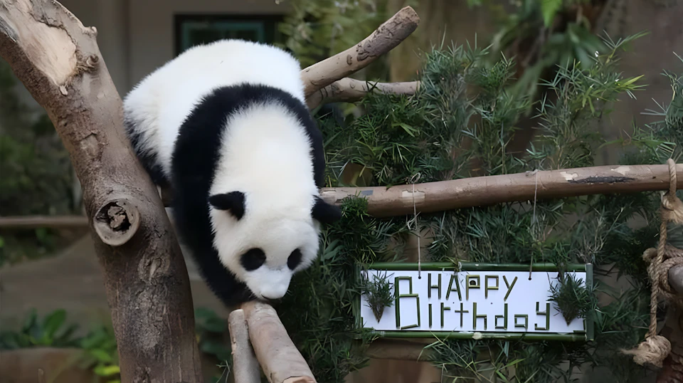 A giant panda walking on wooden beams near a sign that says 'Happy Birthday,' surrounded by greenery.