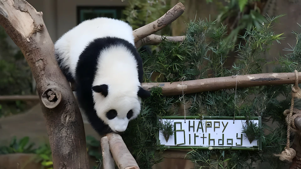 A giant panda walking on wooden beams near a sign that says 'Happy Birthday,' surrounded by greenery.