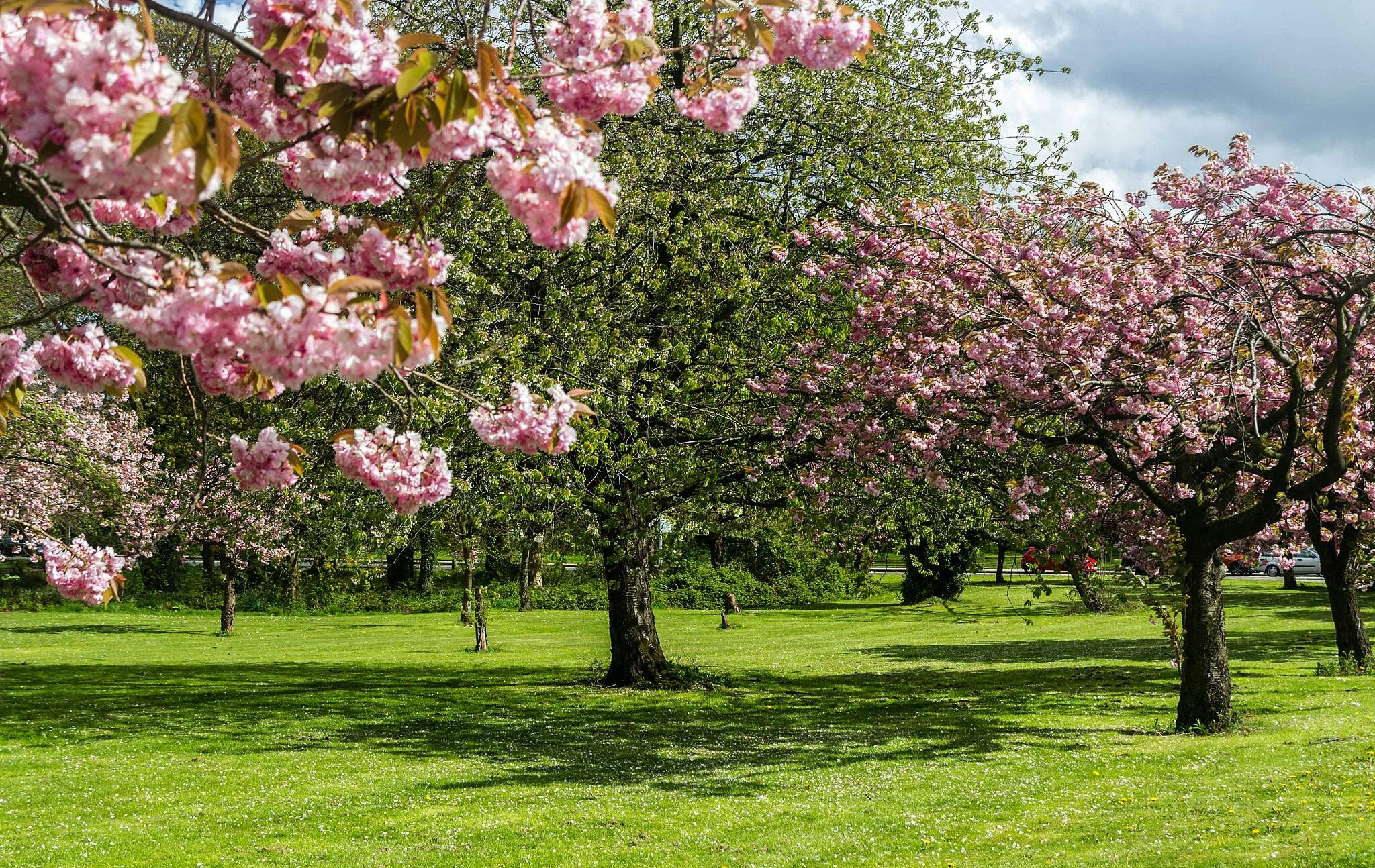Un parc avec une herbe verte luxuriante, des cerisiers en fleurs roses éparpillés, et quelques personnes et voitures au loin sous un ciel partiellement nuageux.