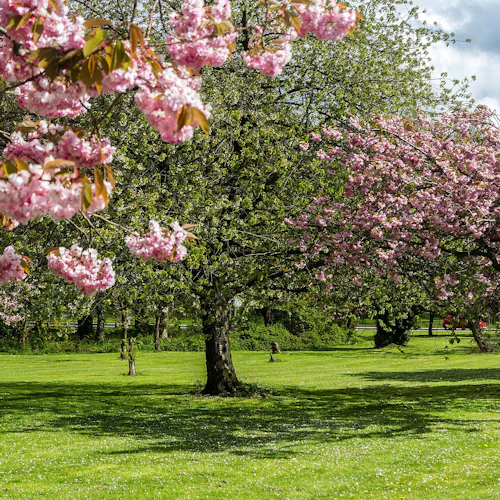 Parkera med frodigt grönt gräs, utspridda rosa körsbärsblomsträd och några avlägsna människor och bilar under en delvis molnig himmel.