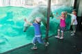В зоопарке Шенбрунн трое маленьких детей держат руки на стекле, пока белый медведь ныряет под воду