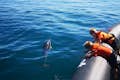 Watch Dolphins at close distante