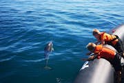Observe os golfinhos a curta distância