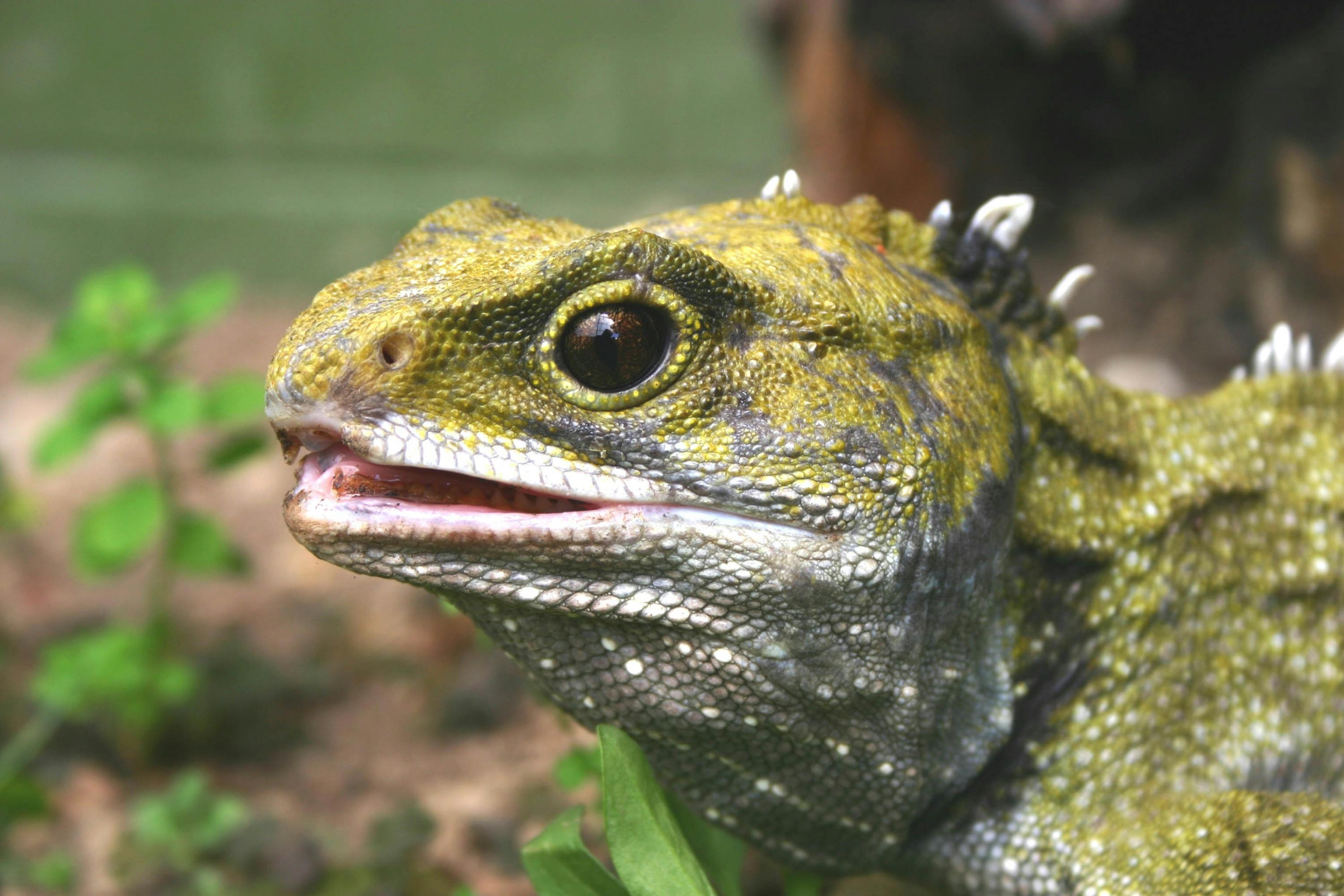 Close-up of a lizard with green and yellow scales, visible spines on its head, and a natural outdoor background.
