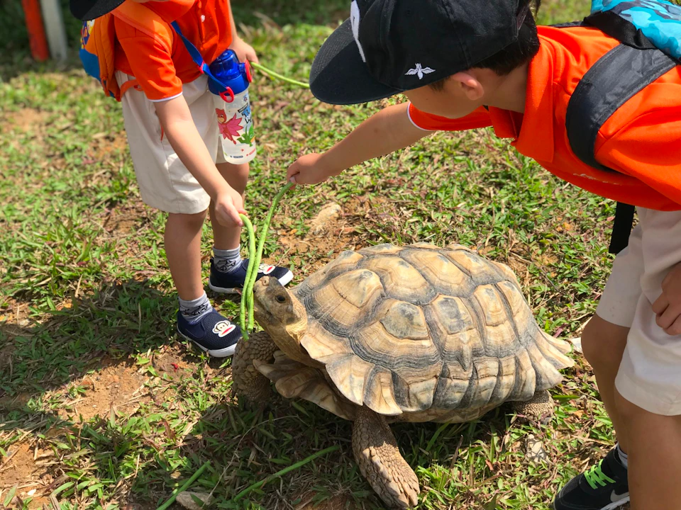 Two children wearing orange shirts and black hats feed a large tortoise with green plants on a grassy area.