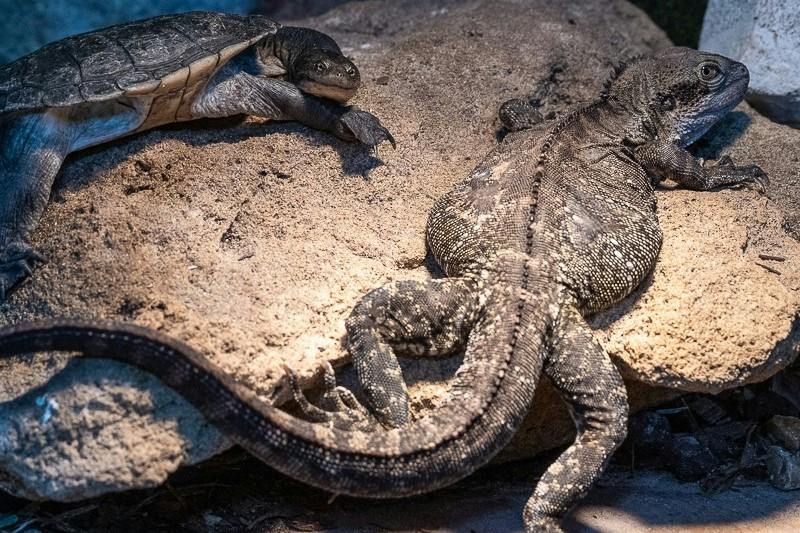 Żółw i jaszczurka spoczywają na skałach w naturalnym świetle.