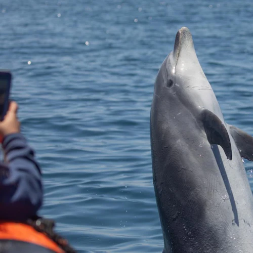 Los Angeles: Excursão de luxo para observação de baleias - Photo 4