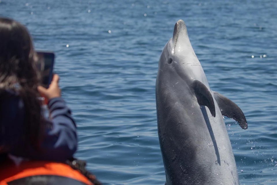 A bottlenose dolphin emerges from the water near a person taking a photo on a boat.