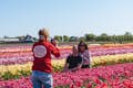 Expérience des tulipes à Amsterdam