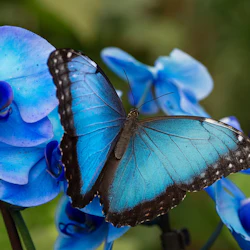 A blue butterfly with black edges rests on vibrant blue flowers, with a blurred green background.