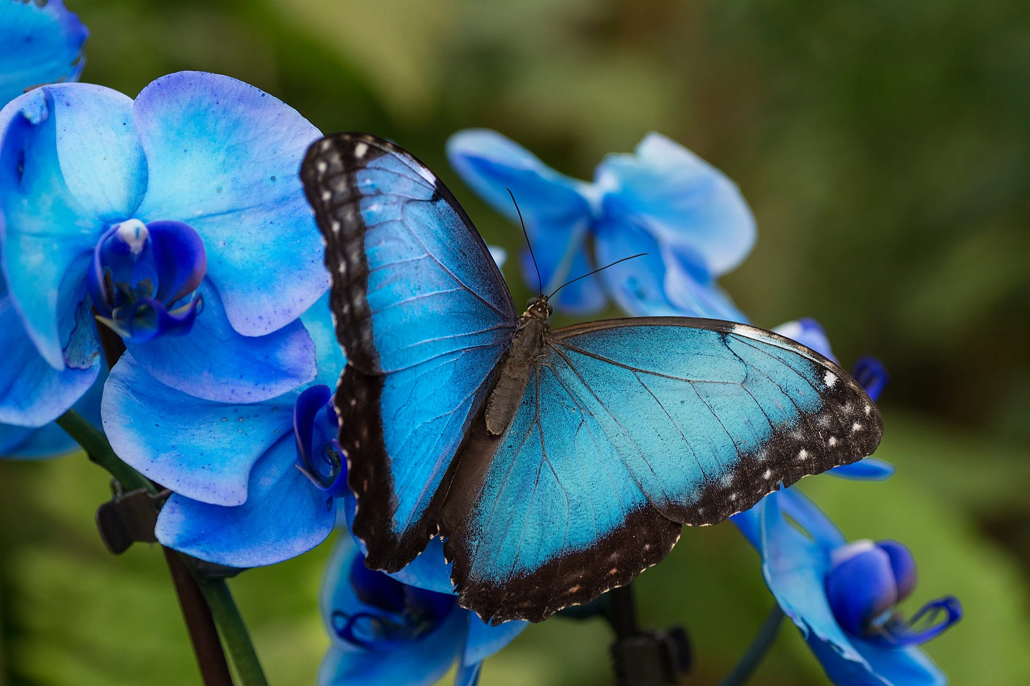 Mariposario de Benalmádena: Entrada