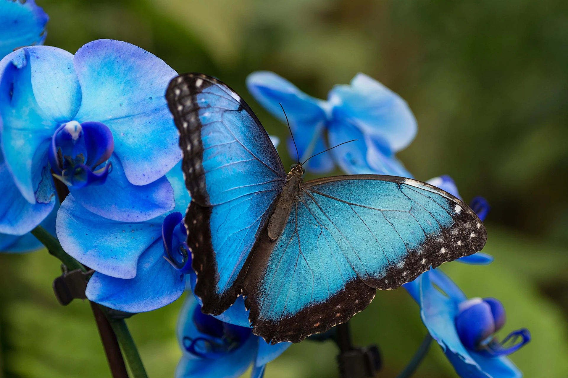A blue butterfly with black edges rests on vibrant blue flowers, with a blurred green background.