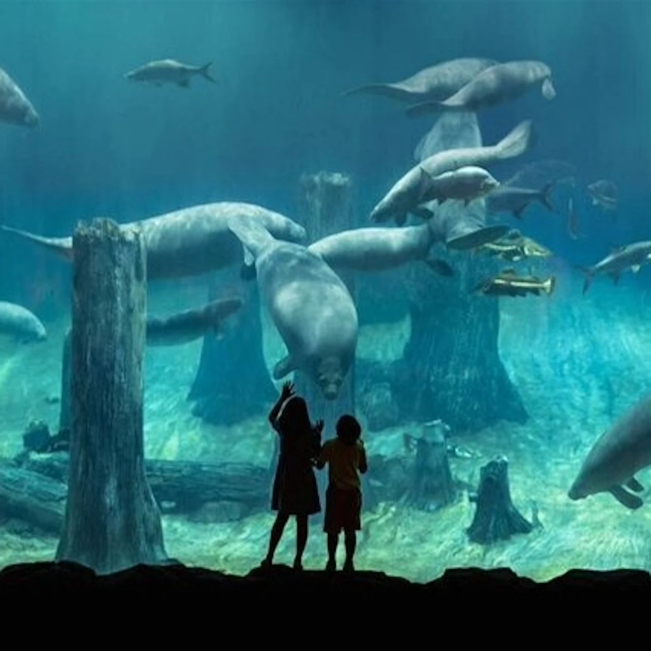 Dubai Aquarium & Underwater Zoo: Silver Pass 3