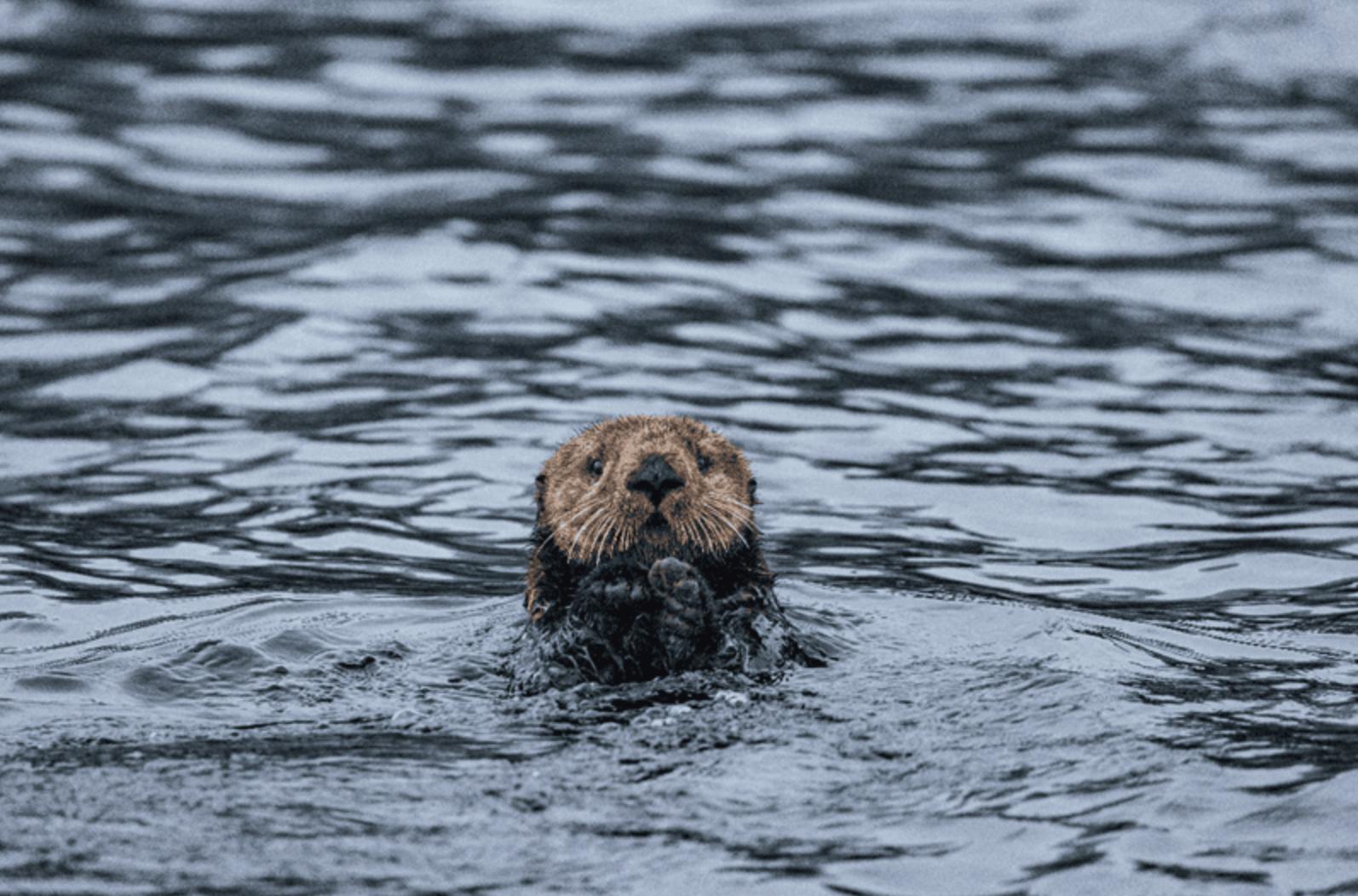 Simons Theatre: Sea Otters – A Wild Family Adventure 4