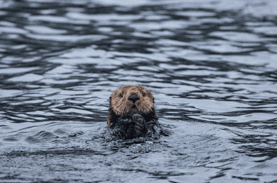 A sea otter floating in water with its head and front paws visible above the surface.