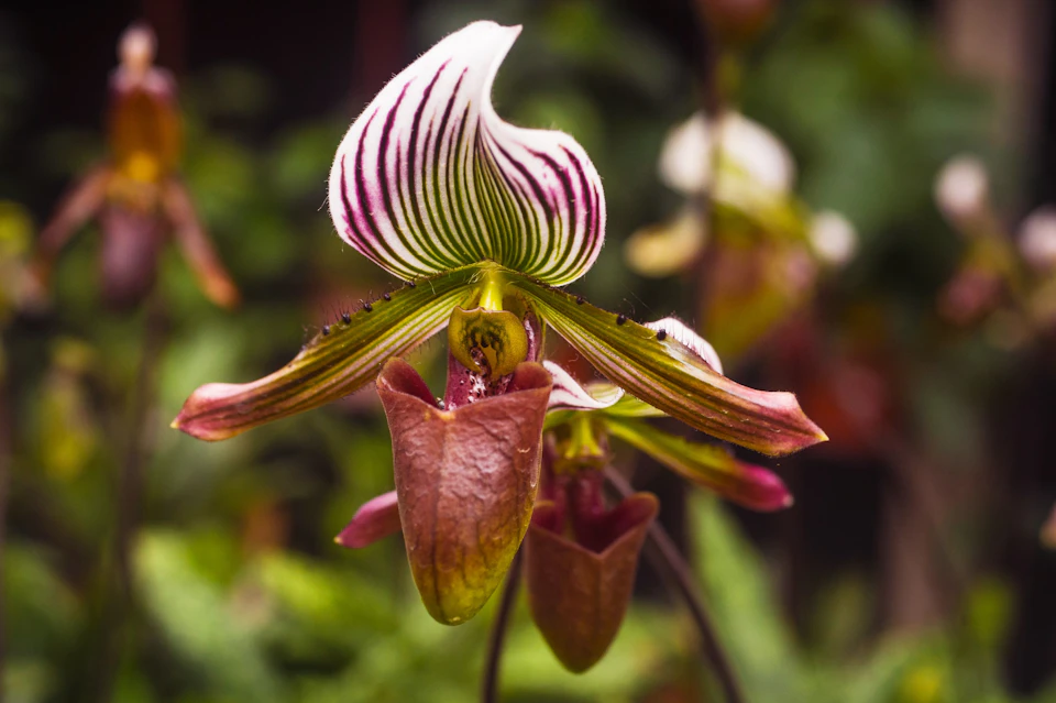 A close-up of a Paphiopedilum orchid with striped petals and a pouch-shaped lip, set against a blurred green background.