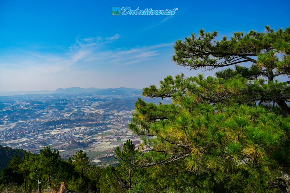 View of a valley with fields and forests, framed by pine trees in the foreground under a clear blue sky.