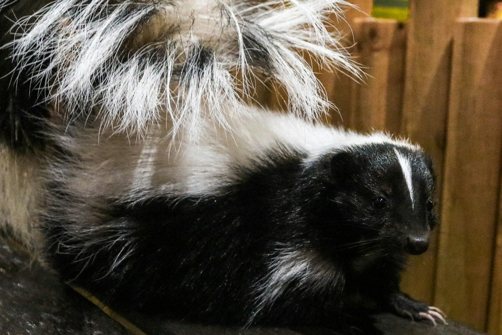 Michin Aquarium Puebla