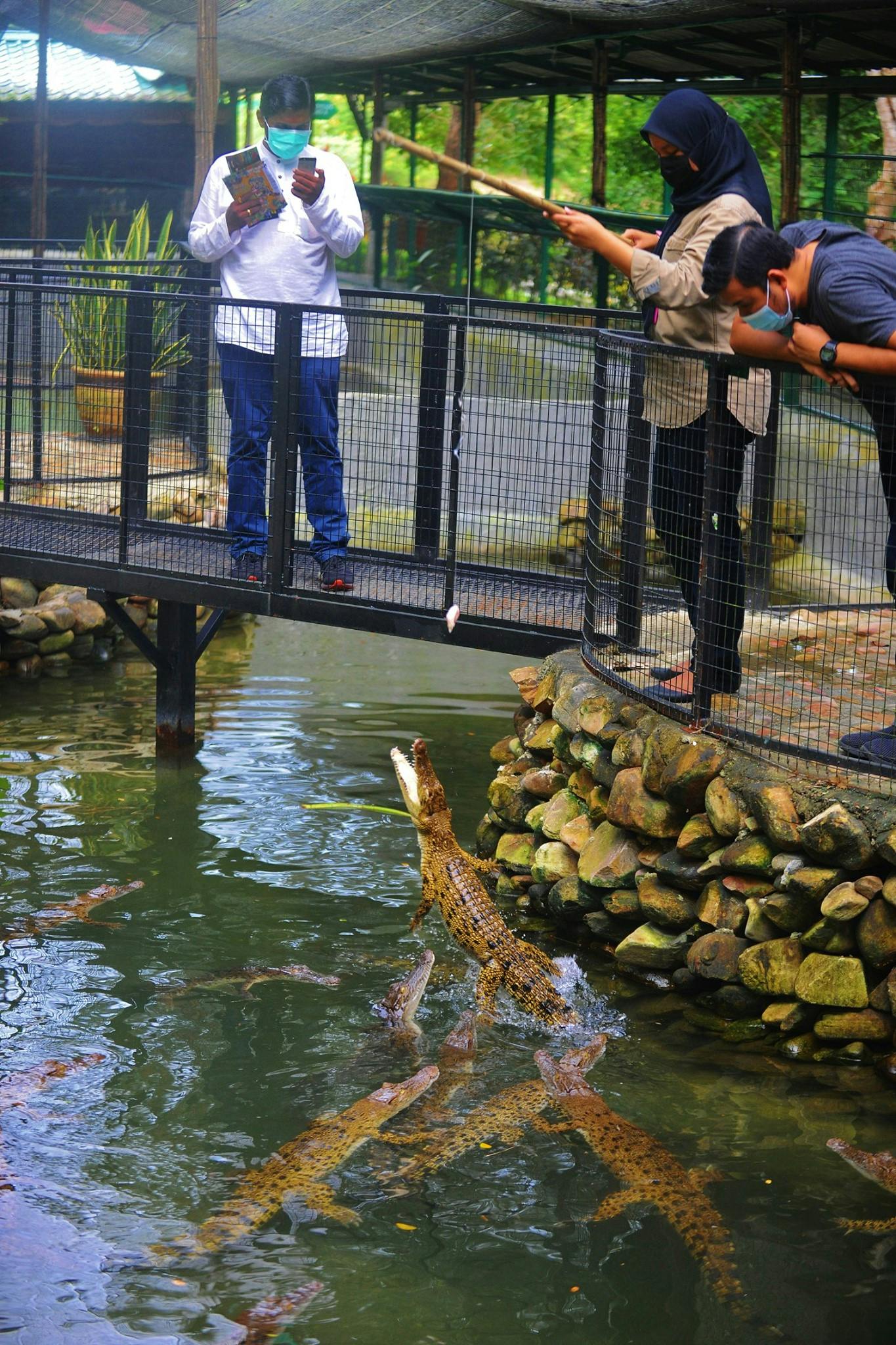 三个人在池塘上的一座桥上，一个人在拍照，两个人在下面用杆子喂鳄鱼。所有人都要戴口罩。