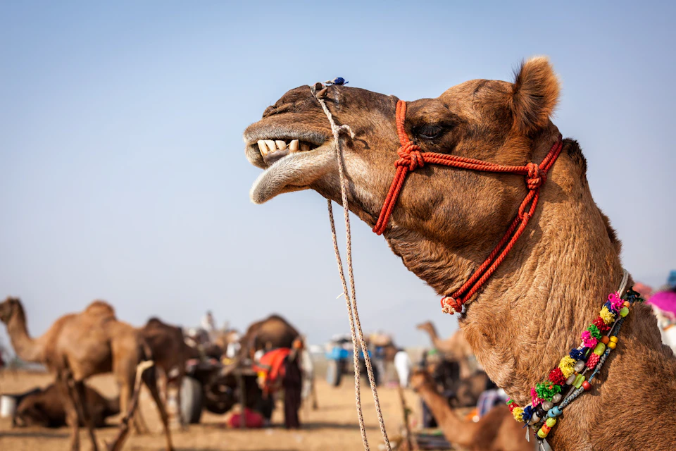 A close-up of a camel's head with a red harness, against the backdrop of other camels and people in a desert market.