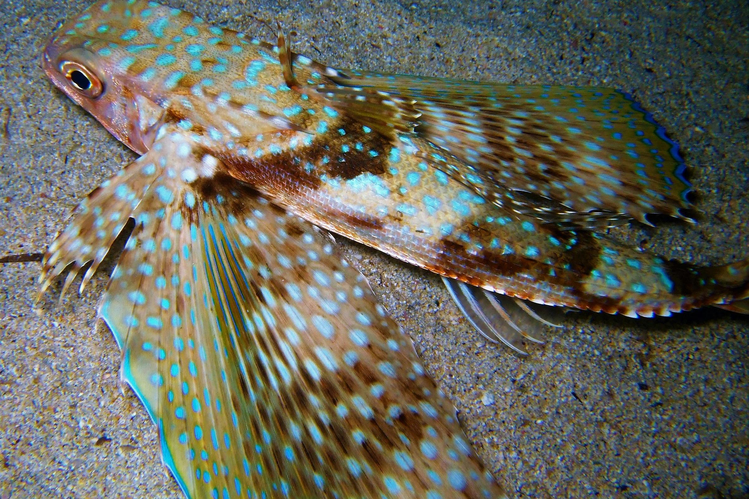Flying gurnard