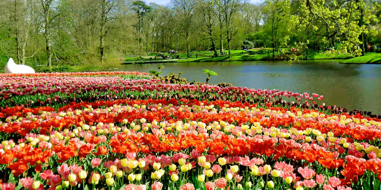 一座五彩缤纷的郁金香花园,毗邻一条平静的河流,四周环绕着树木,周围散落着游客。