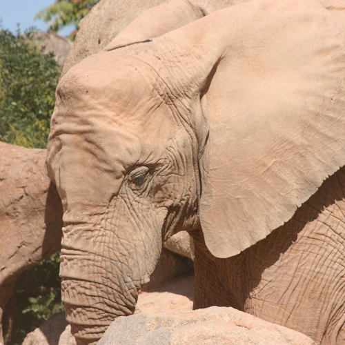Närbild av en elefants ansikte och öra med texturerad hud, mot en kuliss av stenar och grönska.