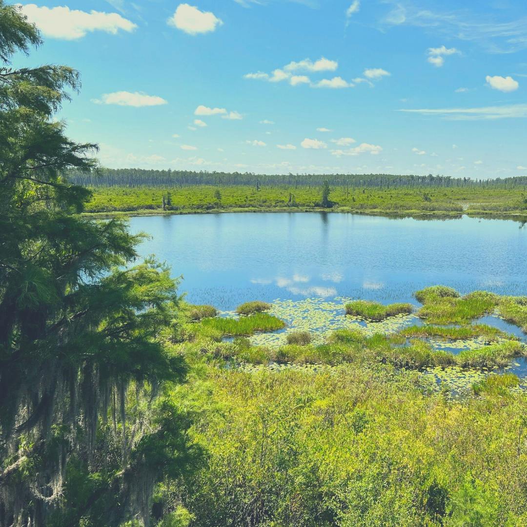 En rolig sø omgivet af frodige grønne områder og moseplanter under en klarblå himmel med spredte skyer.