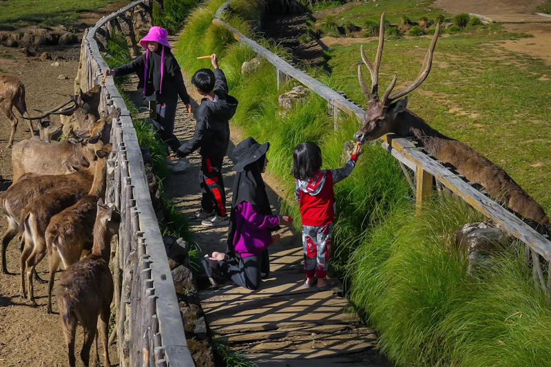 A group of people, including children, feeding deer on a wooden path surrounded by grass and a wooden fence.