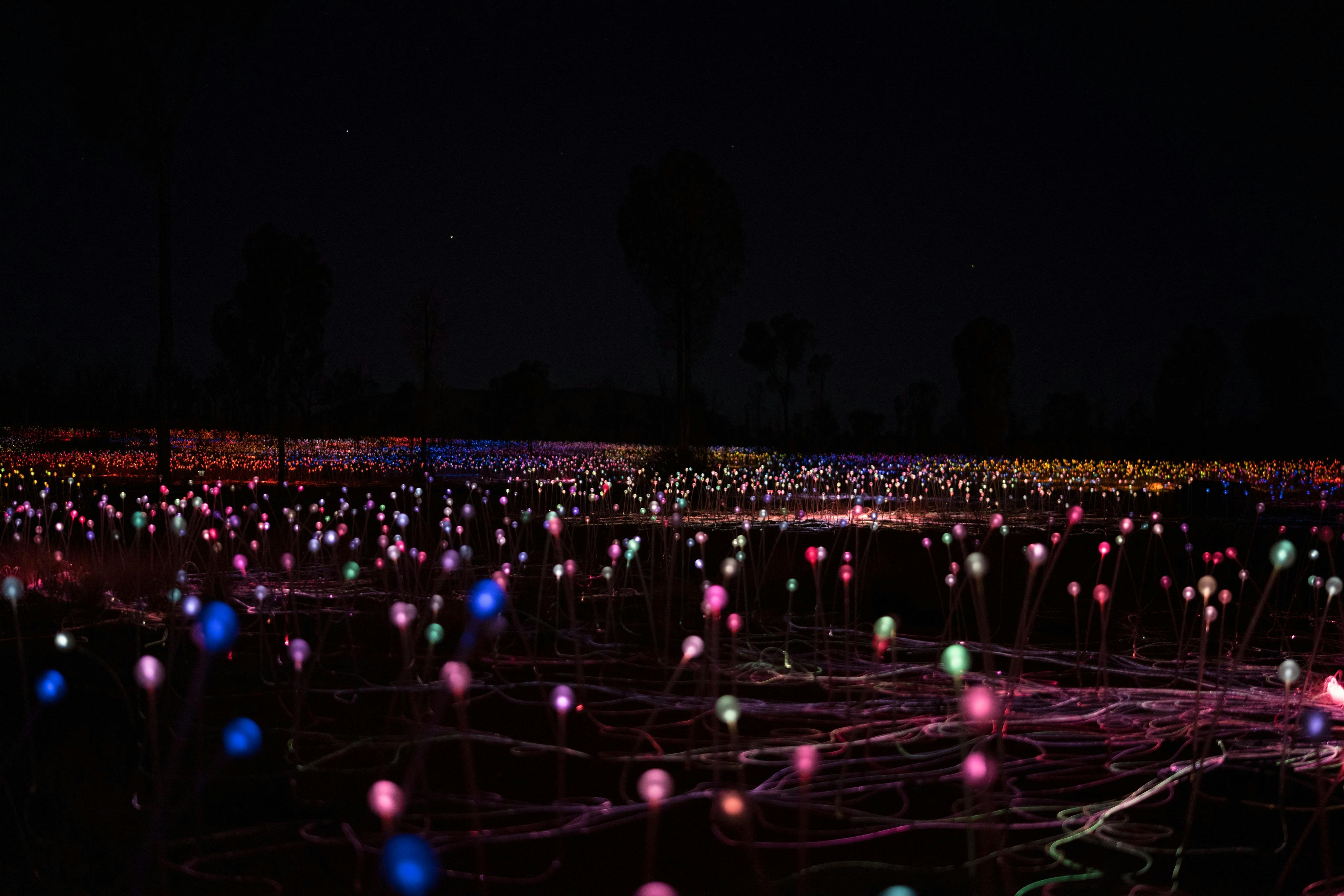 夜には細い茎の上に照らされた多色のオーブのフィールドがあり、輝く風変わりな風景を作り出します。