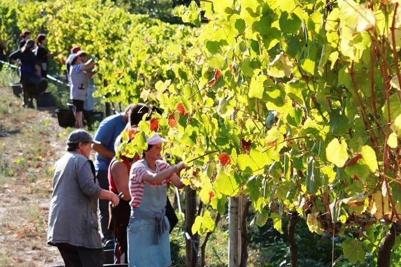 Besøg på vinmarkerne