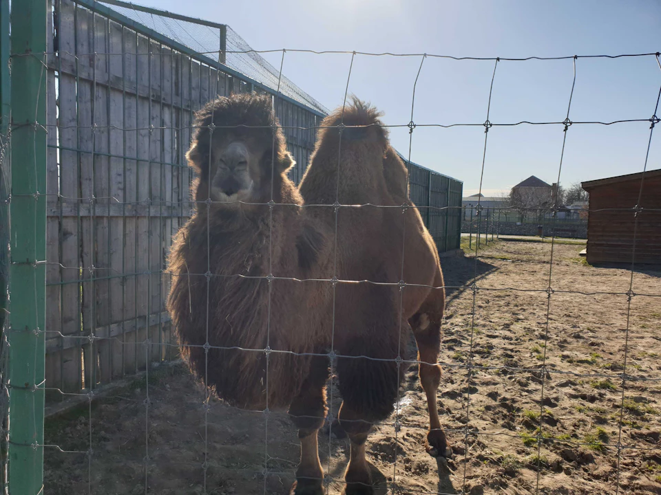 A camel with two humps stands behind a wire fence in a sandy enclosure with a wooden structure in the background.