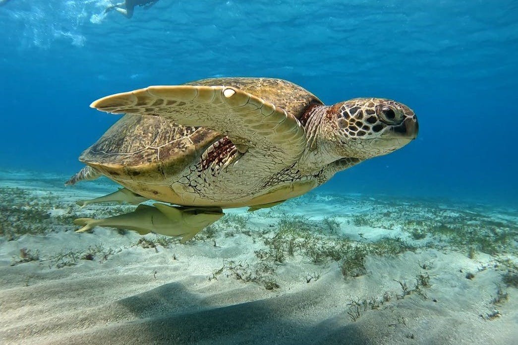 Θαλάσσια χελώνα Marsa Alam