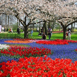 Tours & Sightseeing | Keukenhof things to do in Overveen