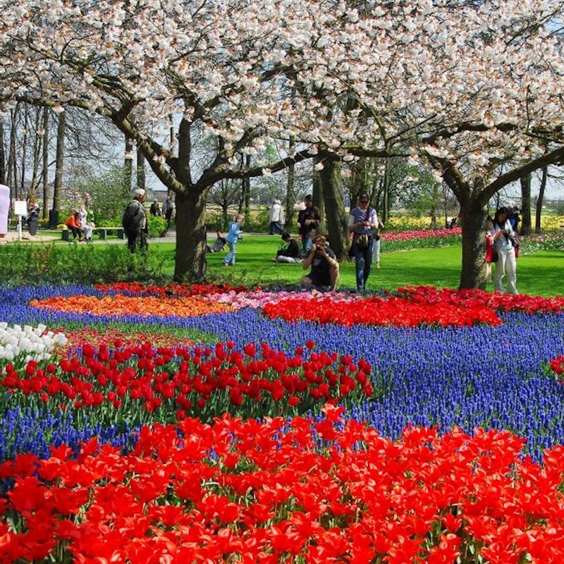 Keukenhof top van gogh