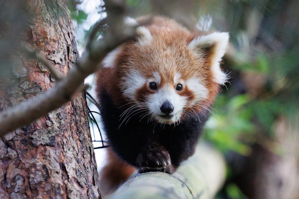 A red panda walking on a tree branch surrounded by greenery.