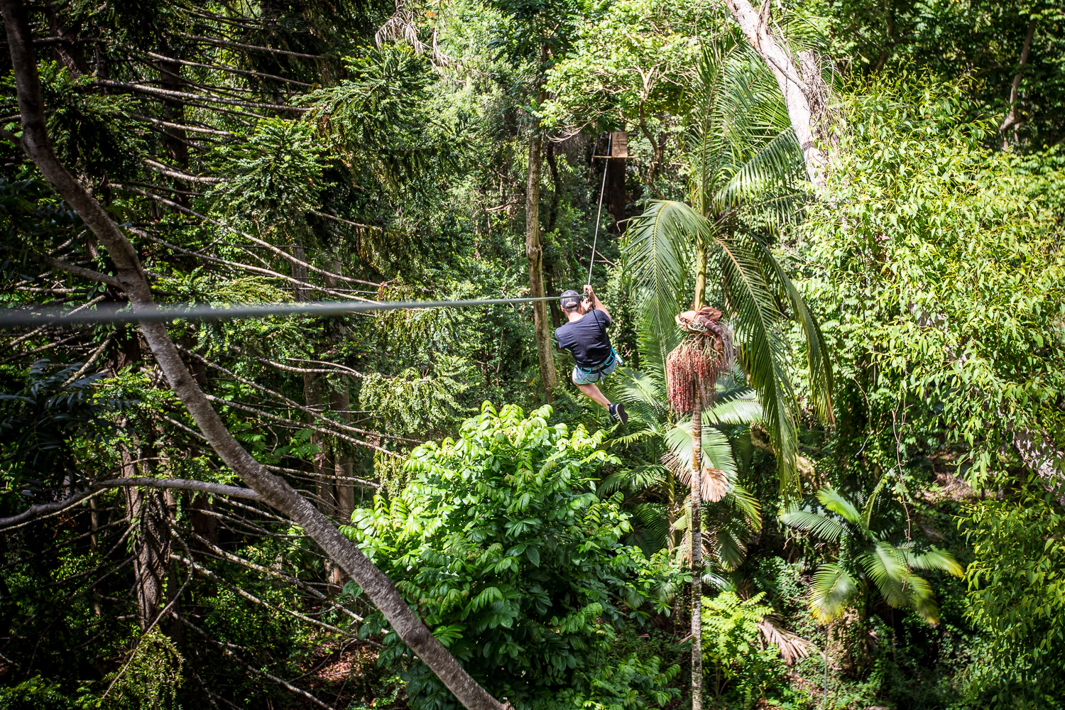 Person ziplining through dense tropical forest with lush greenery and tall trees.