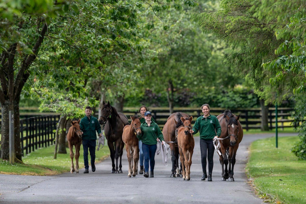 Mares &amp; Foals during our foaling season