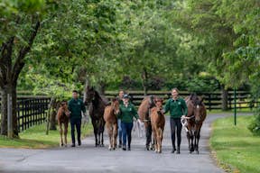 Mares & Foals during our foaling season